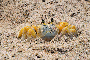 crab at caribbean beach
