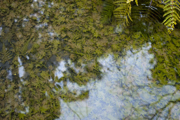 a mirror flat pond with reflected light and a bed of fallen green leaves submerged beneath the...