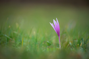 Autumn crocus in the wild (Colchicum autumnale)