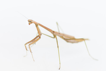 Brown Praying Mantis insect on a white background