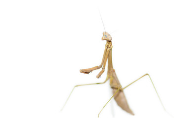 Brown Praying Mantis standing in typical 