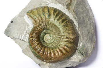 Orthosphinctes, ammonite fossile su matrice 