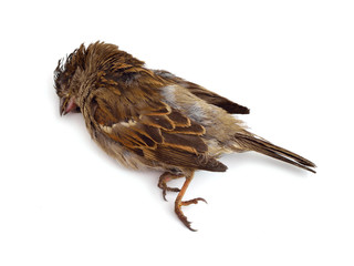 Dead sparrow
