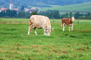 Cows grazing on a green field