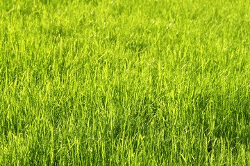 Green sunny grass background