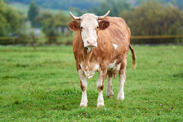 Naklejka na ściany i meble Cow grazing on a green field
