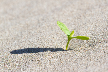 Plant sprouting in the desert Sahara. Seedling sand