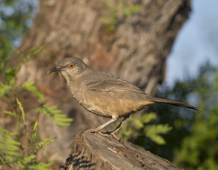Curved-bill Thrasher