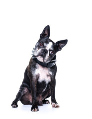 Chien boston terrier et collier à clous de face
