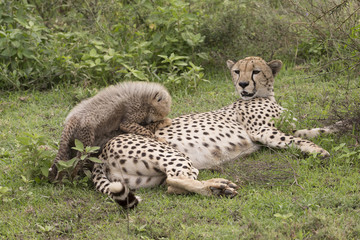 Adult Cheetah with Cub in Tanzania Africa