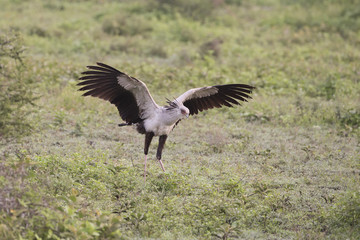 Secretary Bird with Wings spread landing