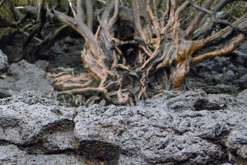 Ecuador, Galapagos Islands, Isabela Island