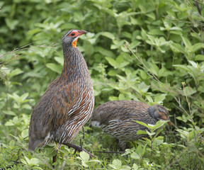 Yellow-necked spurfowl on ground, Tanzania