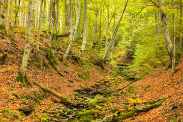 Small stream in autumn beech forest.