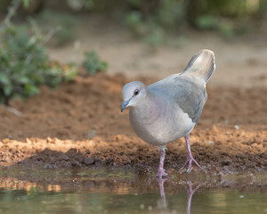 White-tipped Dove near water