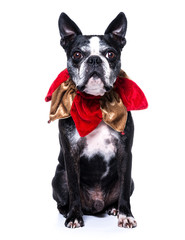 Chien boston terrier et collier grelots 