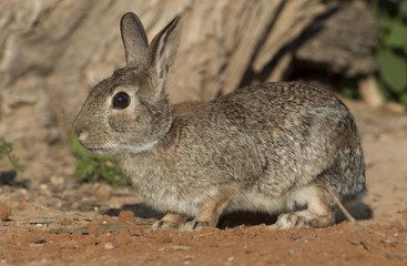 Naklejka na ściany i meble Eastern Cottontail Rabbit at Texas Ranch