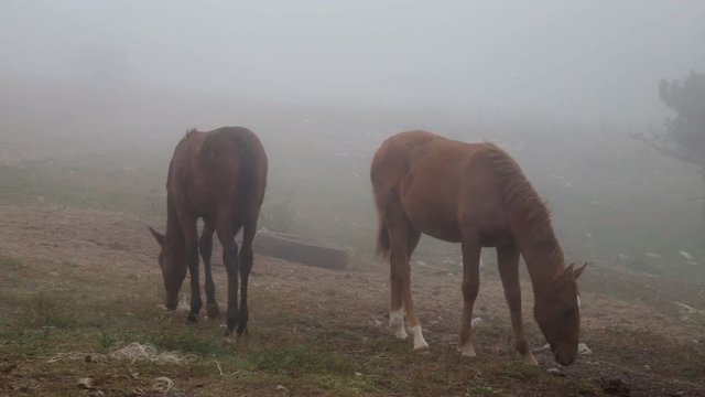 white horse in the fog