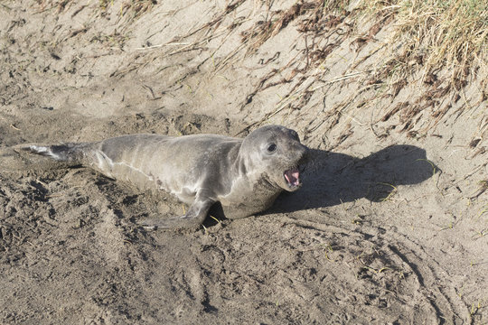 Pup Northern Elephant Seal at Piedras Blancas Elephant Seal Rookery.
