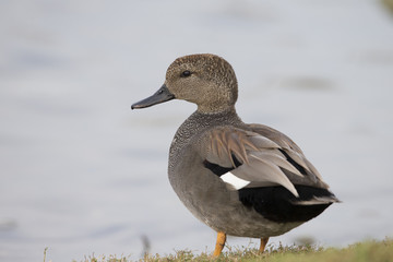 Male Gadwall Duck on lake shore