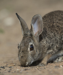 Eastern Cottontail Rabbit at Texas Ranch