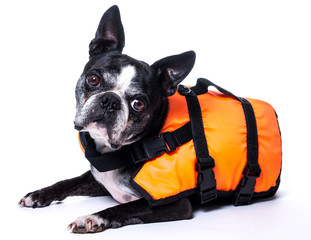 Chien boston terrier avec un  gilet de sauvetage orange