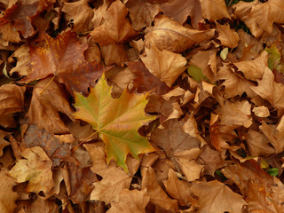 Close up of a mixture of autumn leaves