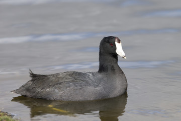 American Coot swimming in lake