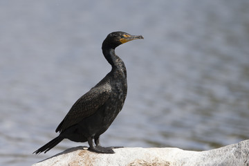 Double Crested Cormorant