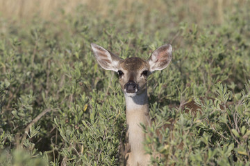White-tailed Deer Fawn in Southern Texas	