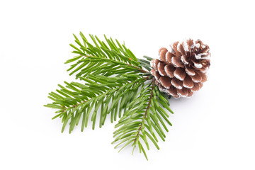 Fir tree branch and cones isolated on white background.