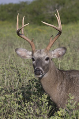 White-tailed Deer Buck in Southern Texas	