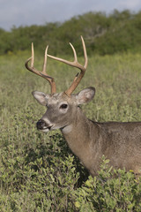 Naklejka na ściany i meble White-tailed Deer Buck in Southern Texas 
