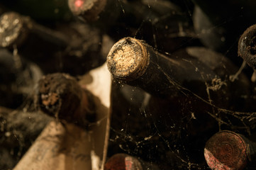 lot of old wine bottles in the web in the wine cellar close-up