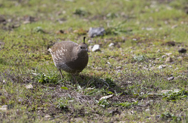 California Quail