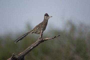 Greater Road Runner on Branch