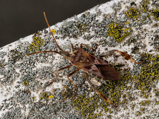 Leptoglossus occidentalis aka Western conifer seed bug, WCSB.