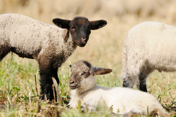 Naklejka na ściany i meble lamb standing and lying on pasture