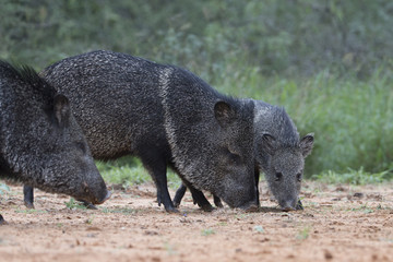 Adult Javelina and young at Rio Grand Valley Ranch