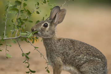 Eastern Cottontail Rabbit at Texas Ranch