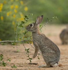 Eastern Cottontail Rabbit at Texas Ranch