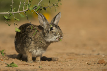 Eastern Cottontail Rabbit at Texas Ranch
