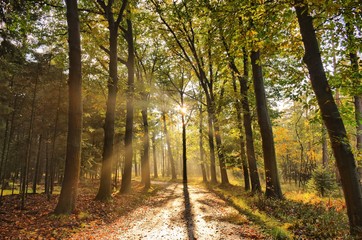 Sunrays of light in autumn forest with path and trees with colourful leaves. 