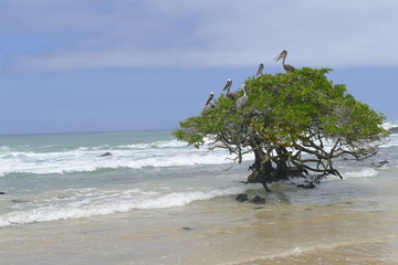Ecuador, Galapagos Islands, Isabela Island