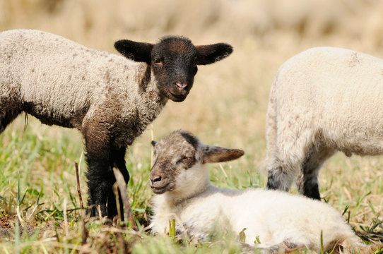 lamb standing and lying  on pasture