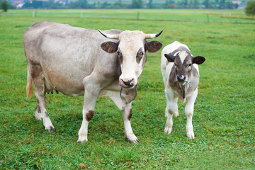 Cows grazing on a green field