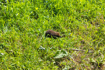 Hedgehog on green grass
