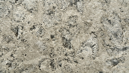 Ammonite fossils on a rock
