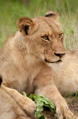 Lioness Portrait, Sabi Sand Game Reserve, South Africa