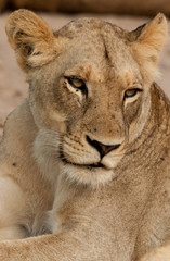 Lioness Portrait, Sabi Sand Game Reserve, South Africa